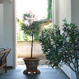 Der Blick nach draußen in der Zwischenzone im Erdgeschoss. Überall finden sich Töpfe mit Olivenbäumen, sie unterstreichen das Motiv vom fließenden Übergang zwischen Wohnraum und Garten.