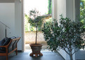 Der Blick nach draußen in der Zwischenzone im Erdgeschoss. Überall finden sich Töpfe mit Olivenbäumen, sie unterstreichen das Motiv vom fließenden Übergang zwischen Wohnraum und Garten.